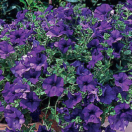 Surfinia Blue