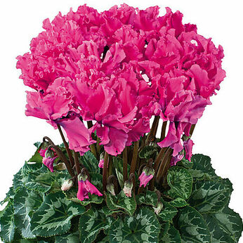 Halios Curly® Fuchsia Vif 2471 (Deep Rose)
