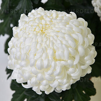 Komodo Blanc