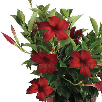 Flordenia Red Velvet