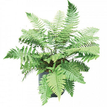 Dryopteris atrata