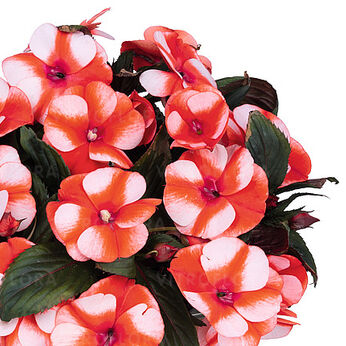 Petticoat Orange Star