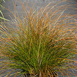 Carex testacea