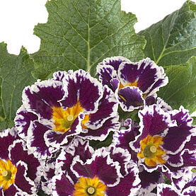 Hethor Coco Purple