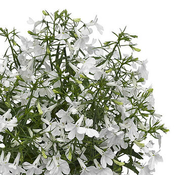 Techno Up White
