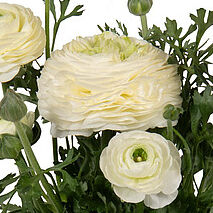 Sprinkles Cream White