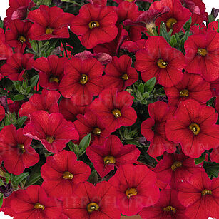 Aloha Kona Red 2026