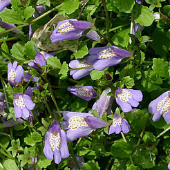 Mazus reptans