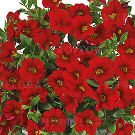 Metro Early Bright Red