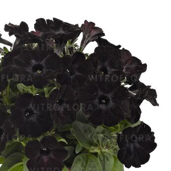 Sweetunia™ Black Satin