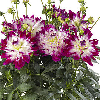 Labella® Maggiore Fun Rose Bicolour