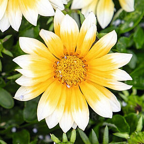 Zany F1 Sunny-Side Up