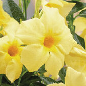 Sundaville® Classic Lemon
