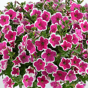 Capella Rim Fuchsia