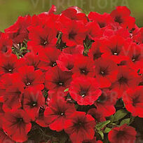 Surfinia Deep Red