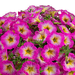 Capella Pink Morn