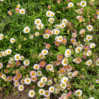 Erigeron karvinskianus