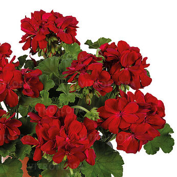 Extreme True Dark Red