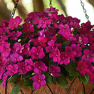 Beacon Violet Shades