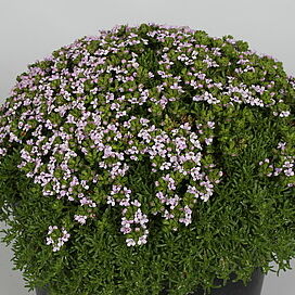 Thymus capitatus