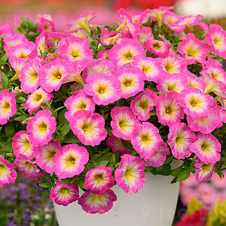 Capella Pink Morn