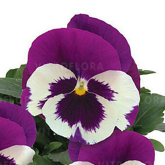 Jumbo White Violet Wing