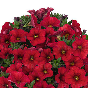 Aloha Kona Red
