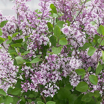 Flowerfesta Purple