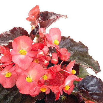 Big Pink, Bronze Leaf