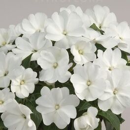 Harmony Snow