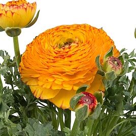 Sprinkles Bicolor Yellow Red