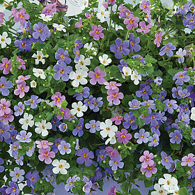 FloraMix Bacopa Scopia Alysia