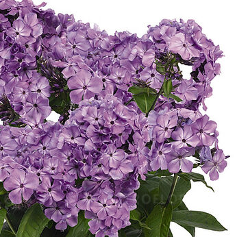 Flame® Lilac