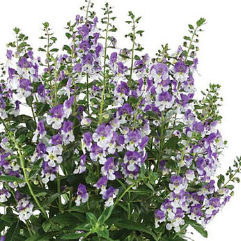 Alonia Big Bicolour Purple