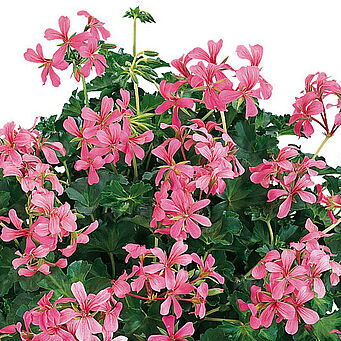 Decora Pink