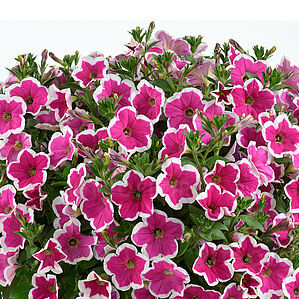 Capella Rim Fuchsia