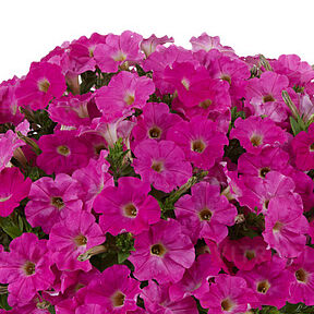Capella Rose