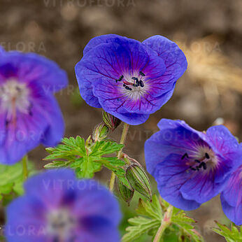 Geranium himalayense