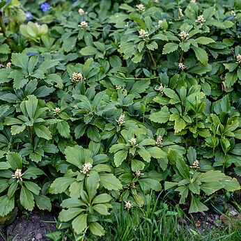 Pachysandra terminalis