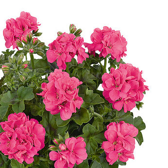Sunflorix Pink