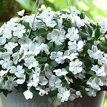 Beacon White