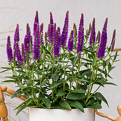 Lancita Purple