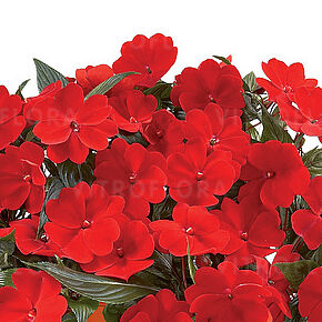 Harmony Deep Red