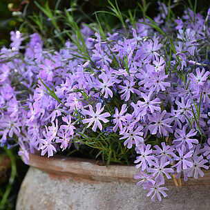 Bedazzled Lavender