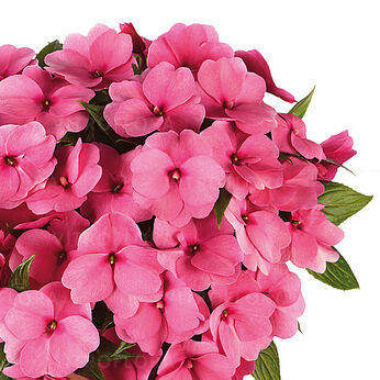 Petticoat Pink