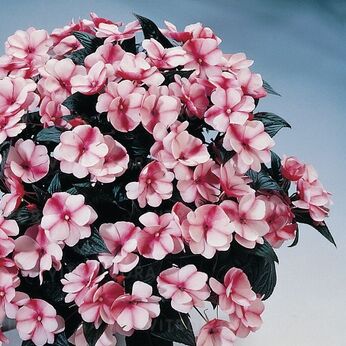 Harmony Raspberry Cream