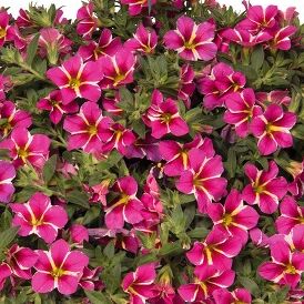 Aloha Classic Pink Cart Wheel