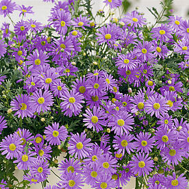 Brasco Violet