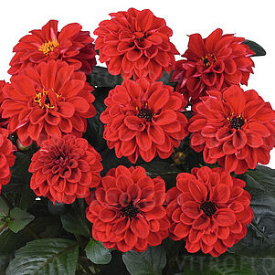 Temptation Red