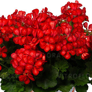 Grand Idols Glory Days Red Orange Bicolor